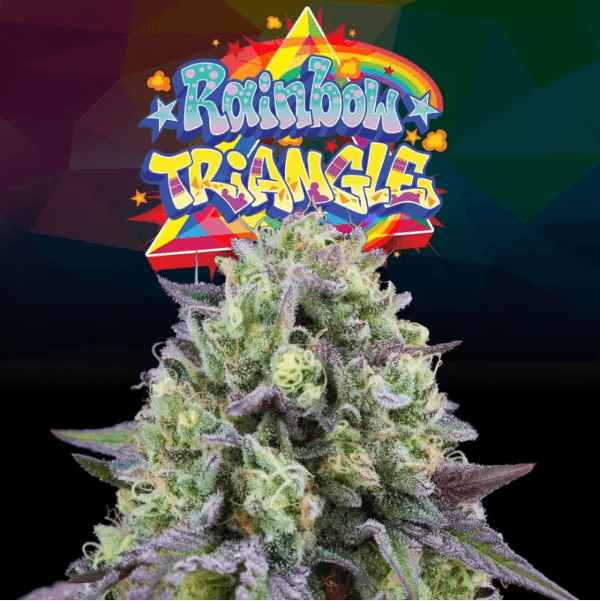 Sementes feminizadas Rainbow Triangle – Perfect Tree