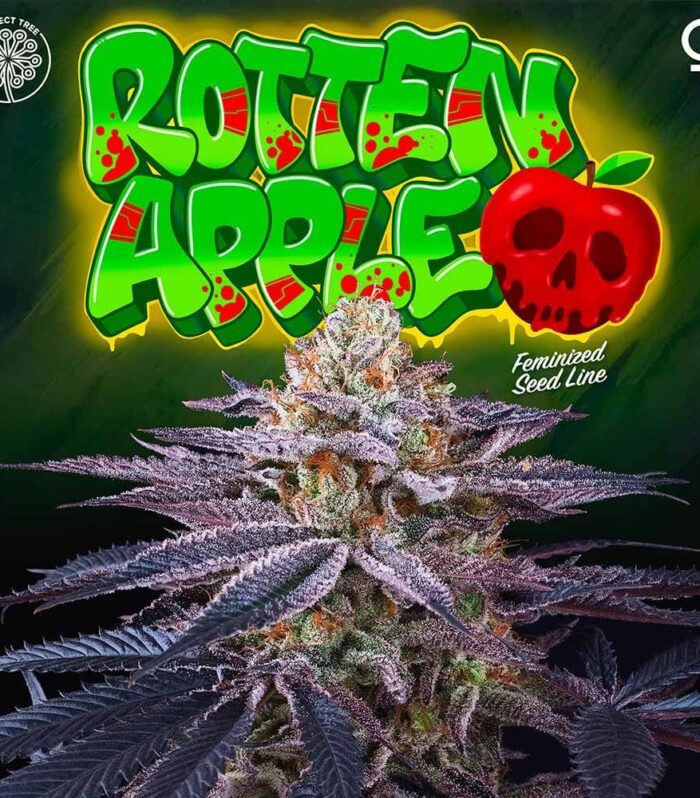 Sementes feminizadas Rotten Apple – Perfect Tree
