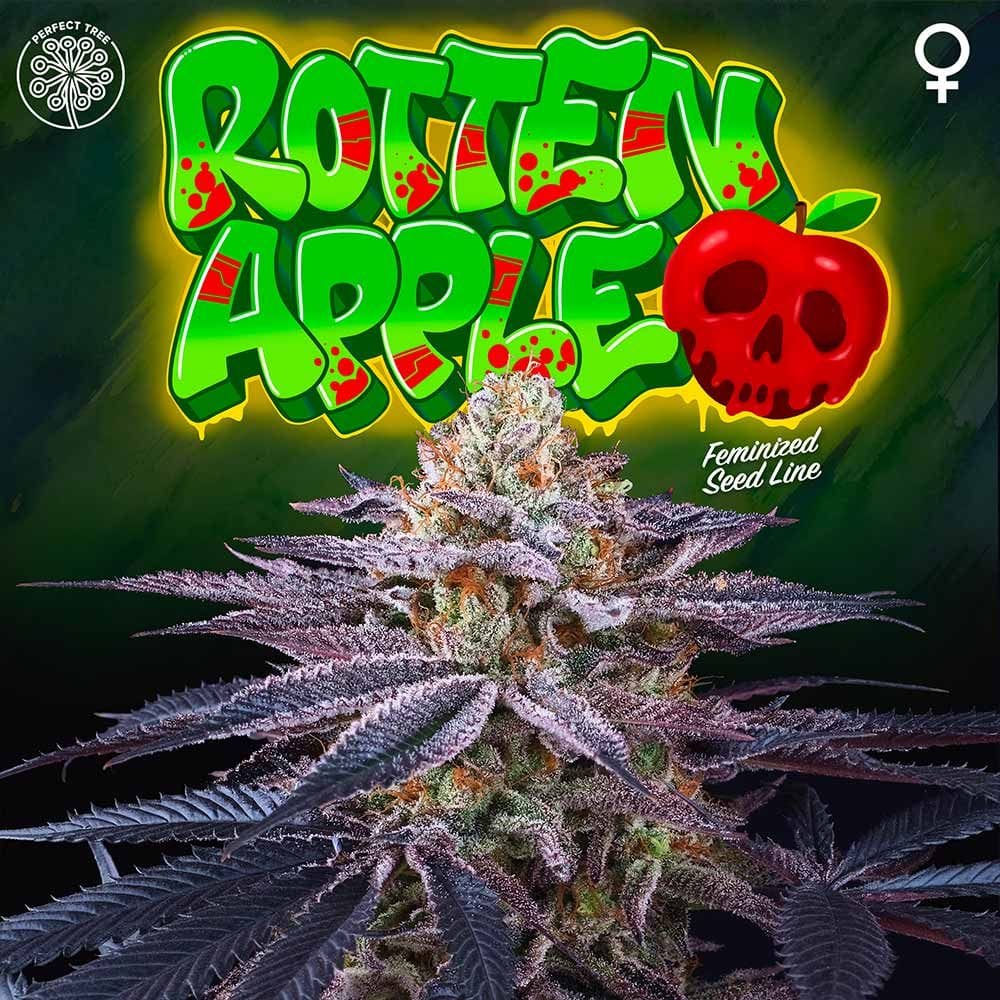 Sementes feminizadas Rotten Apple – Perfect Tree
