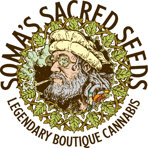 Sementes feminizadas Runtz x Amnesia Haze ( BRINDE ) – Soma's Seeds
