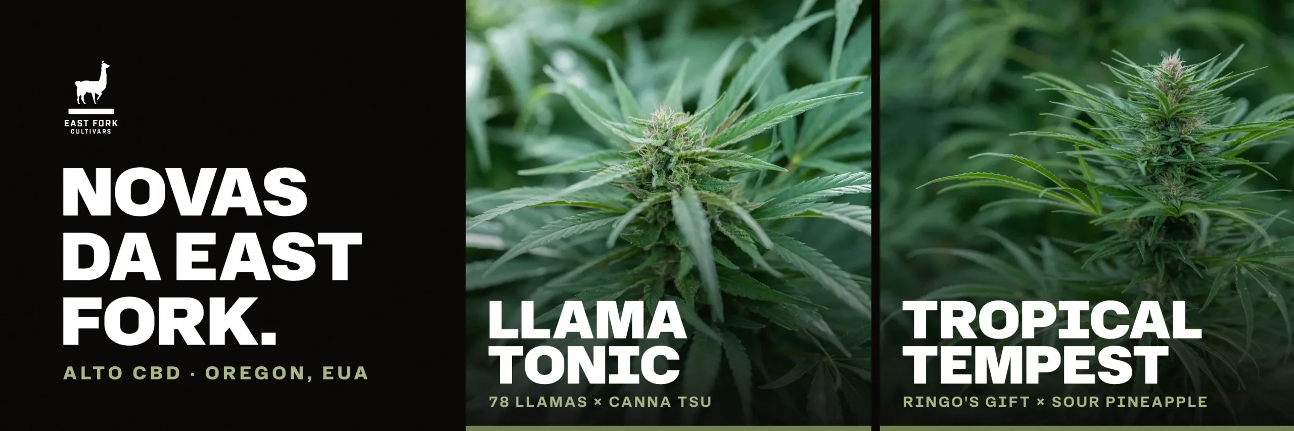 Novas da East Fork: Llama Tonic e Tropical Tempest, alto CBD do Oregon