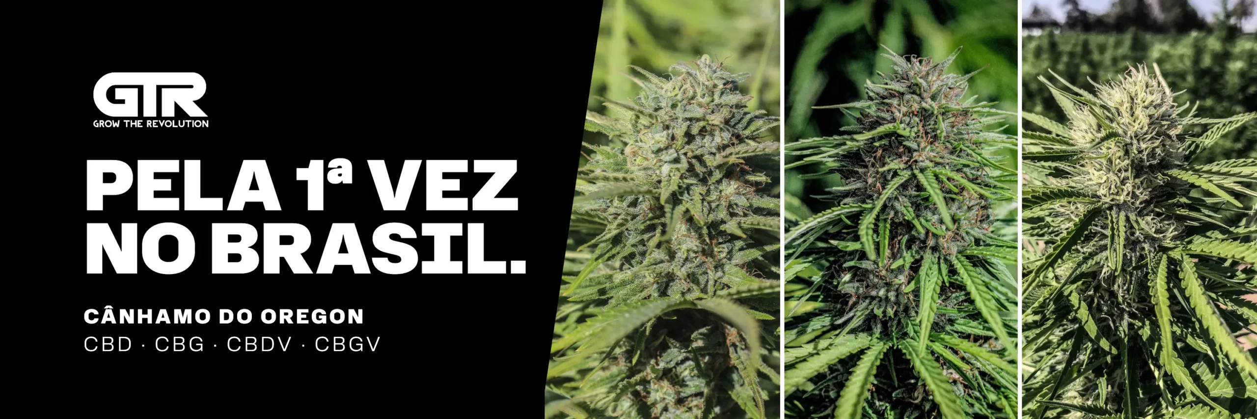 GTR Seeds pela primeira vez no Brasil: cânhamo do Oregon
