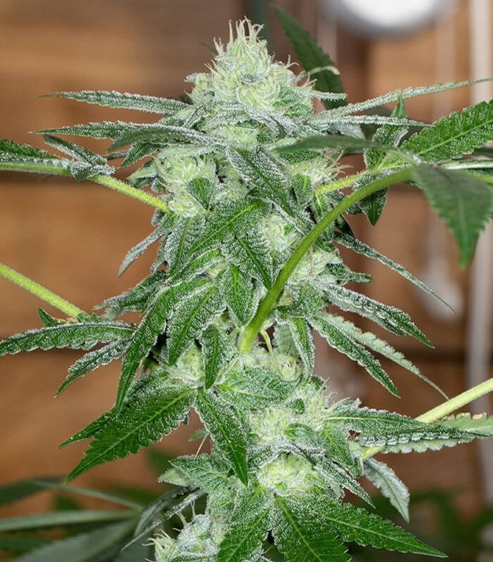 Sementes regulares Sherb Tini by Karma Genetics