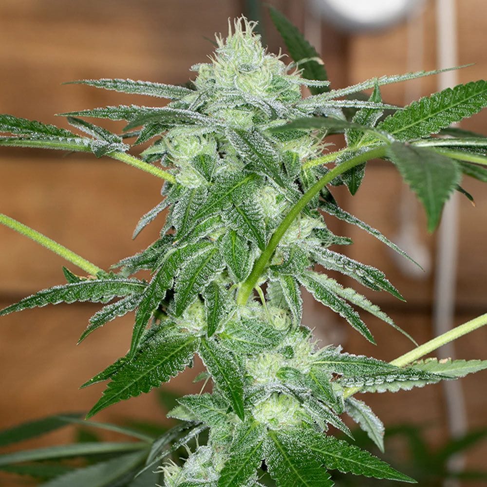 Sementes regulares Sherb Tini by Karma Genetics