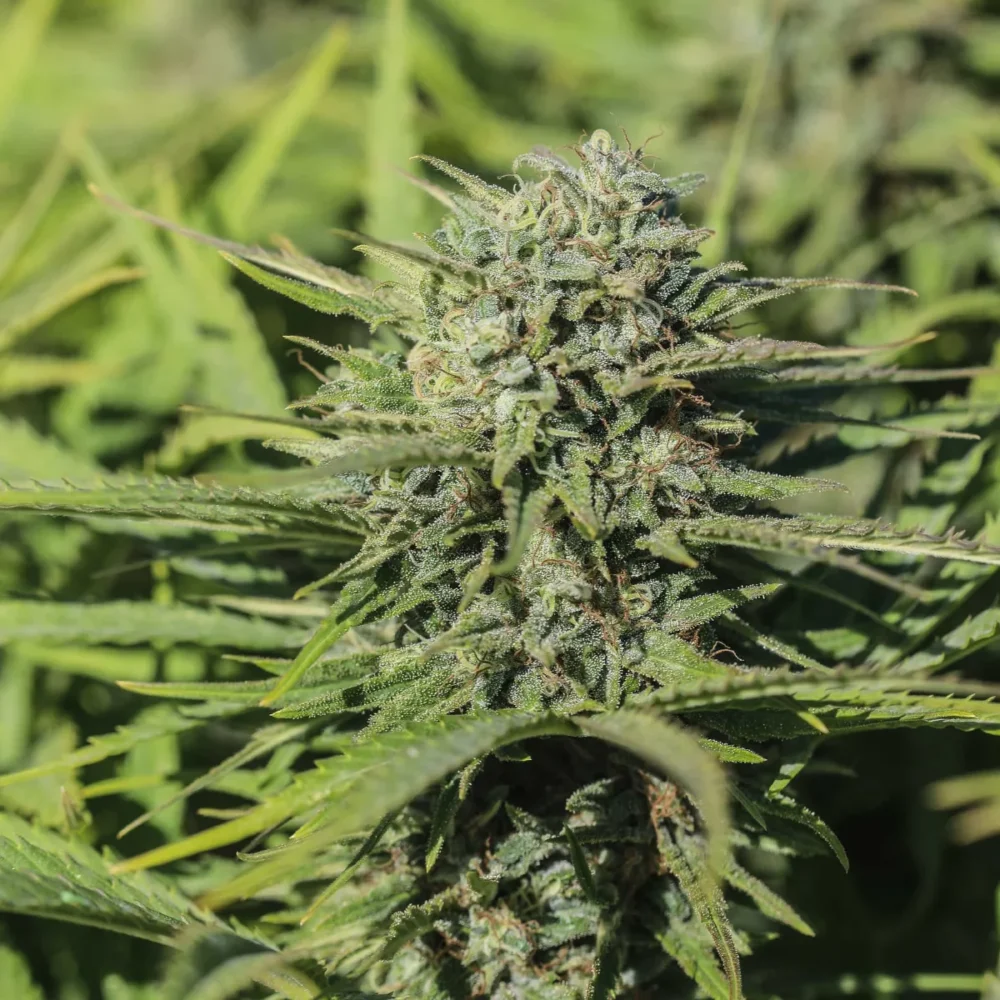 Sementes feminizadas Skunkberry CBGV – GTR Seeds