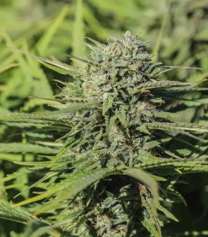 Sementes feminizadas Skunkberry CBGV – GTR Seeds