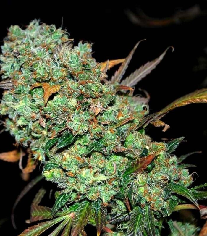 Sementes regulares Sour Leda by Karma Genetics – Karma Genetics