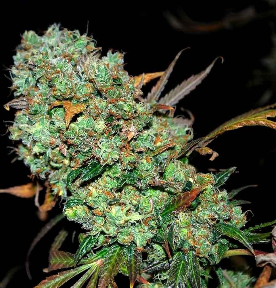 Sementes regulares Sour Leda by Karma Genetics – Karma Genetics