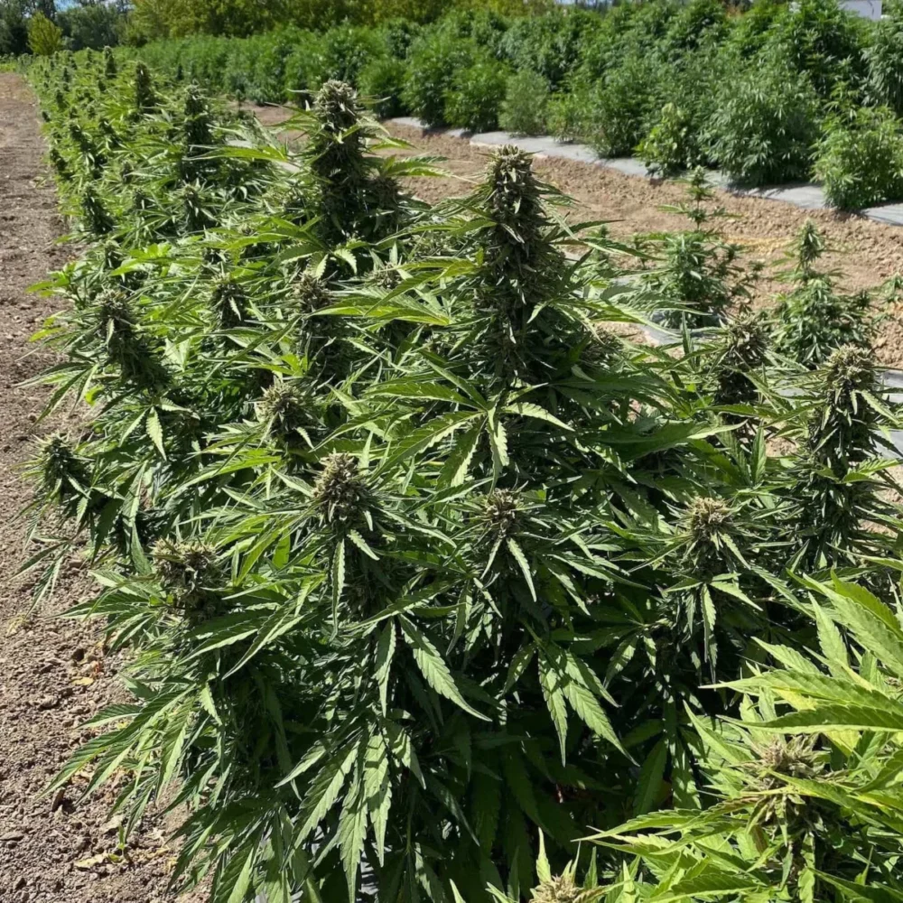 Sementes feminizadas Sour RNA – GTR Seeds