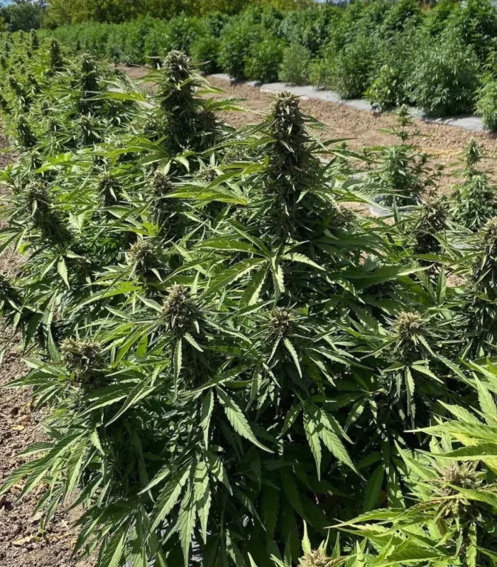 Sementes feminizadas Sour RNA – GTR Seeds