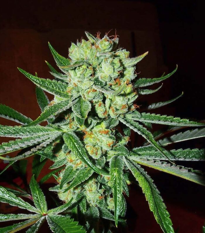 Sementes regulares Sour Silverback – Karma Genetics