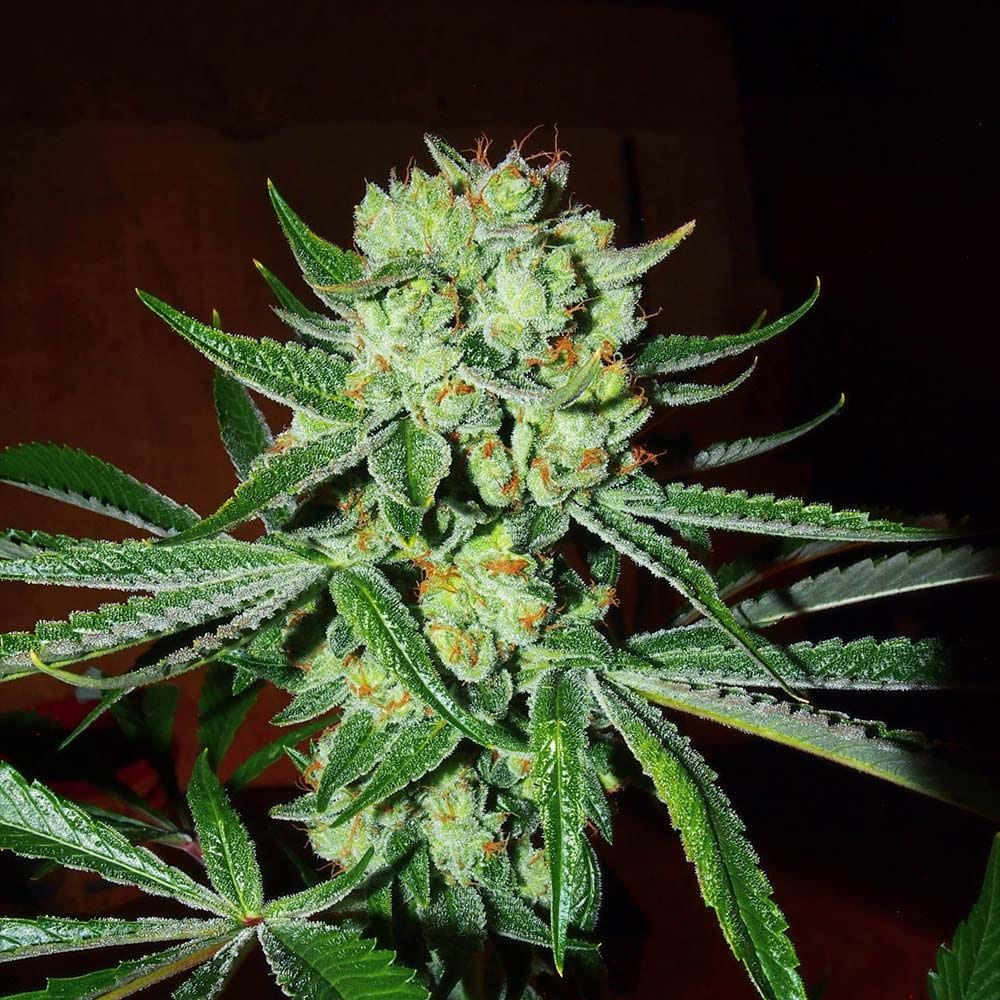 Sementes regulares Sour Silverback – Karma Genetics