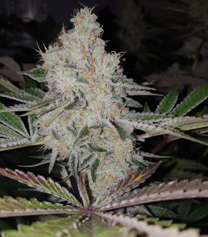 Sementes feminizadas Space Invade – Original Big Buddha Family Farms