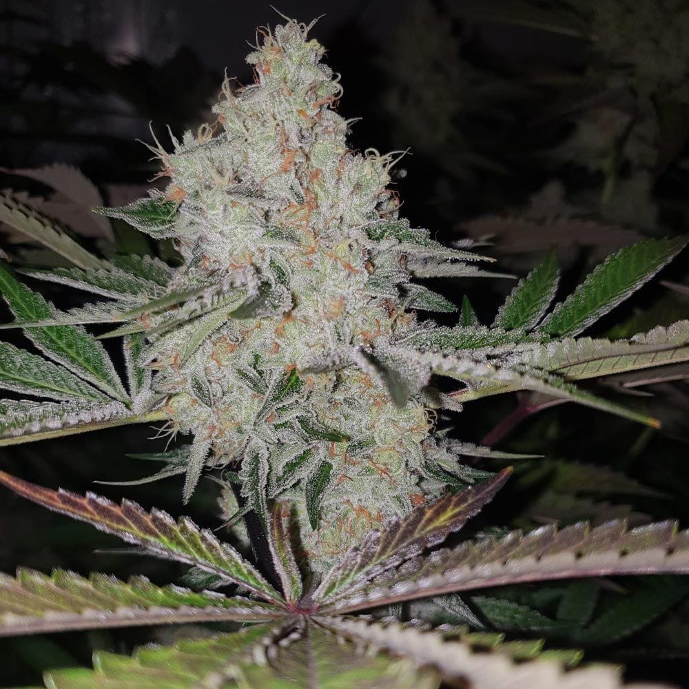 Sementes feminizadas Space Invade – Original Big Buddha Family Farms