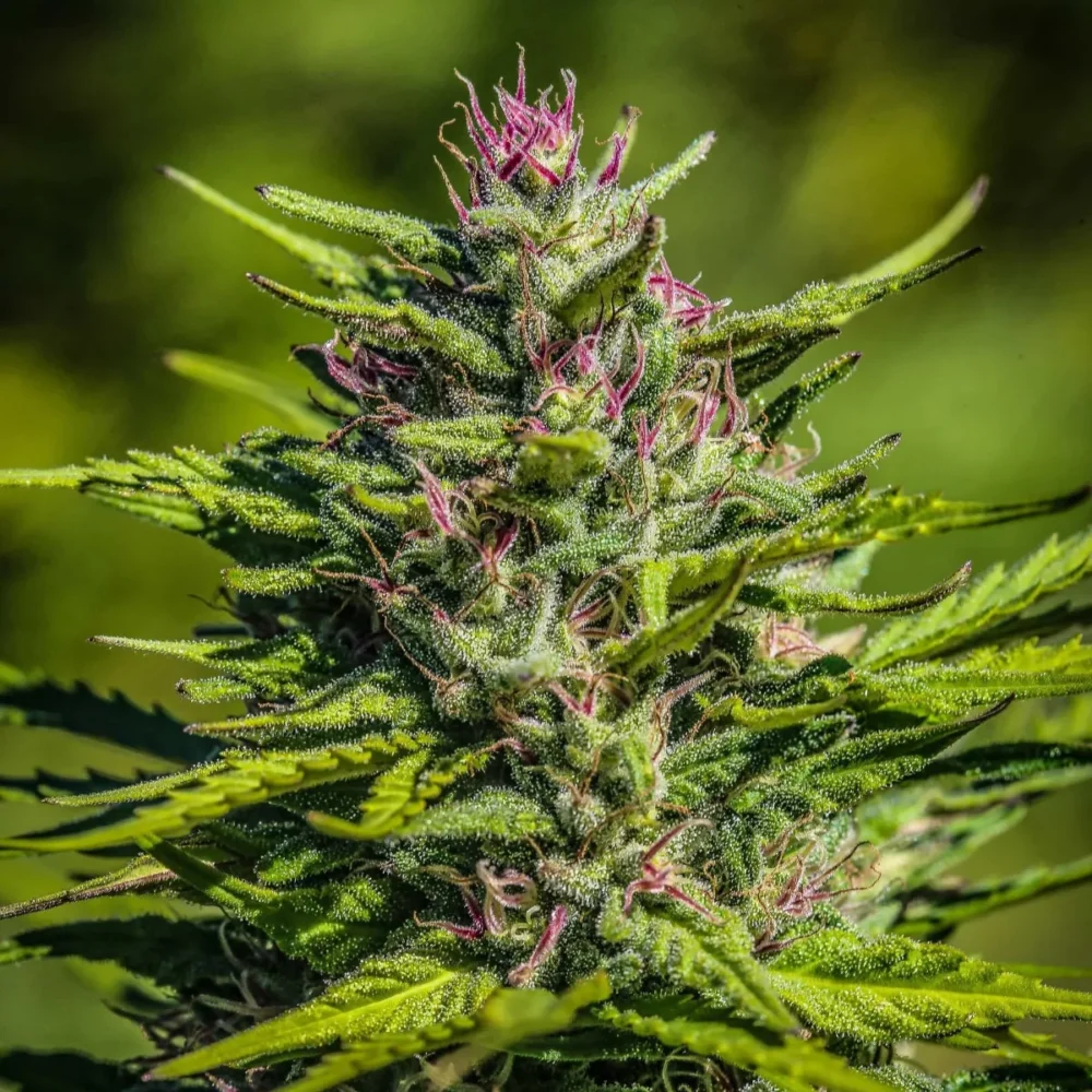 Sementes feminizadas Special Sauce – GTR Seeds