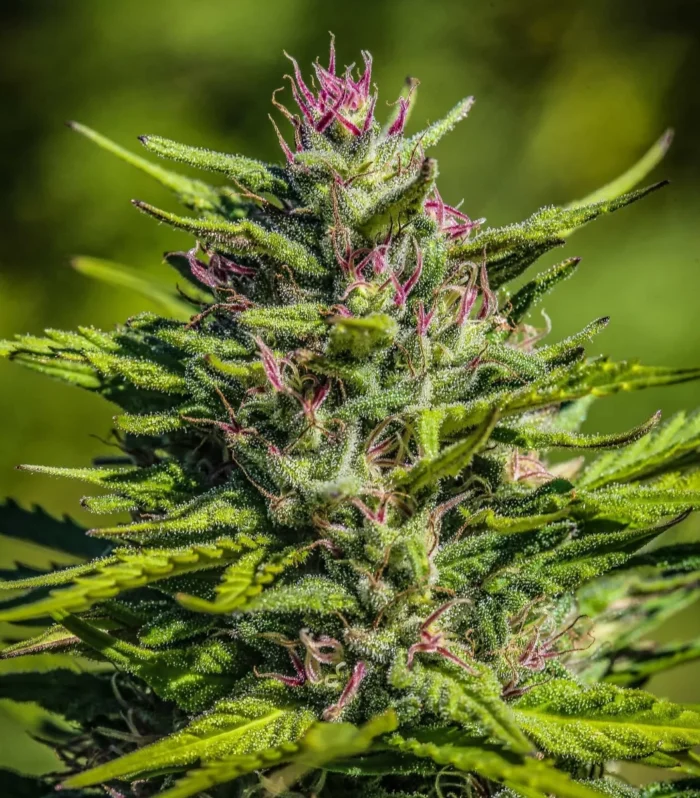 Sementes feminizadas Special Sauce – GTR Seeds