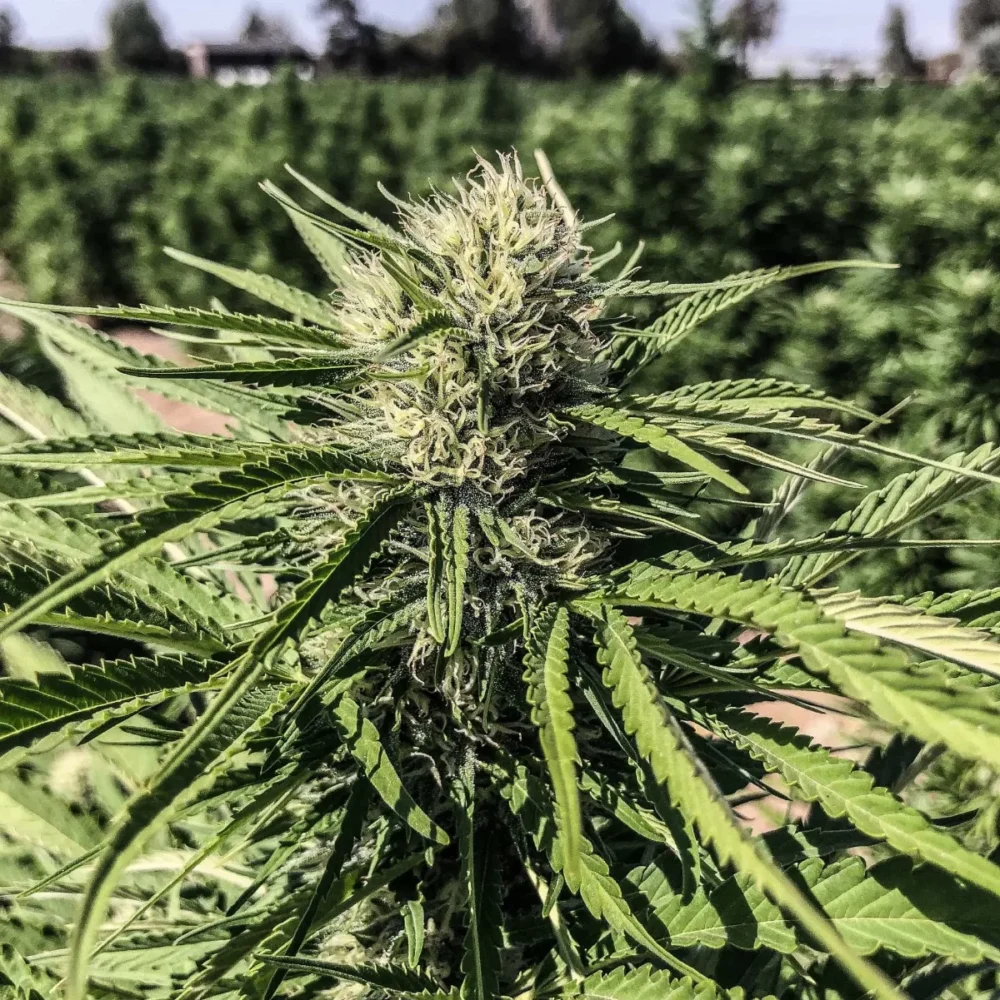 Sementes feminizadas Stem Cell CBG – GTR Seeds