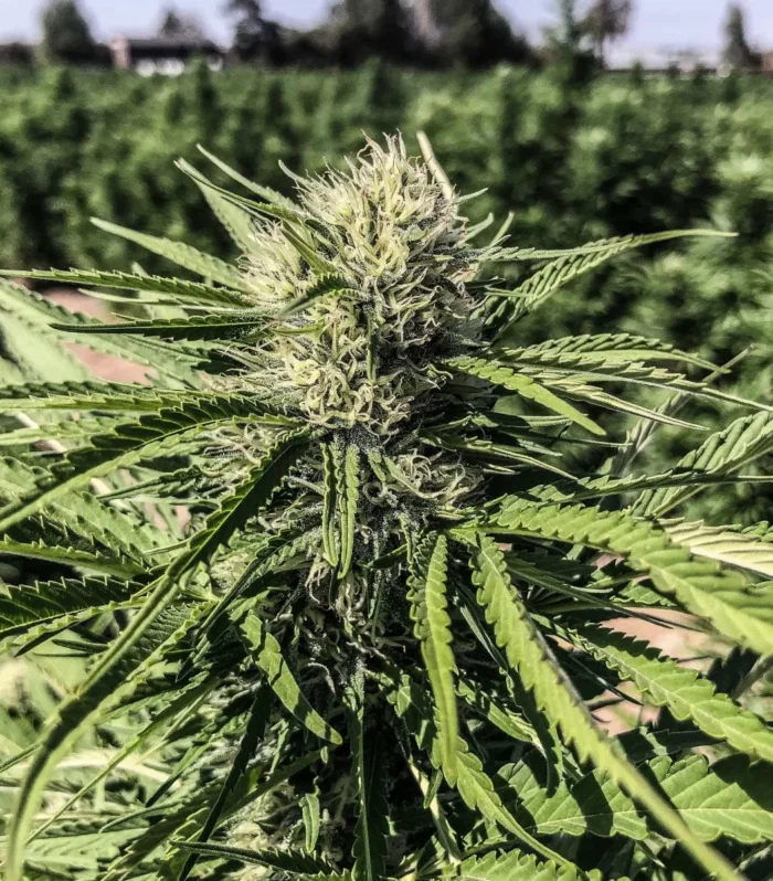Sementes feminizadas Stem Cell CBG – GTR Seeds