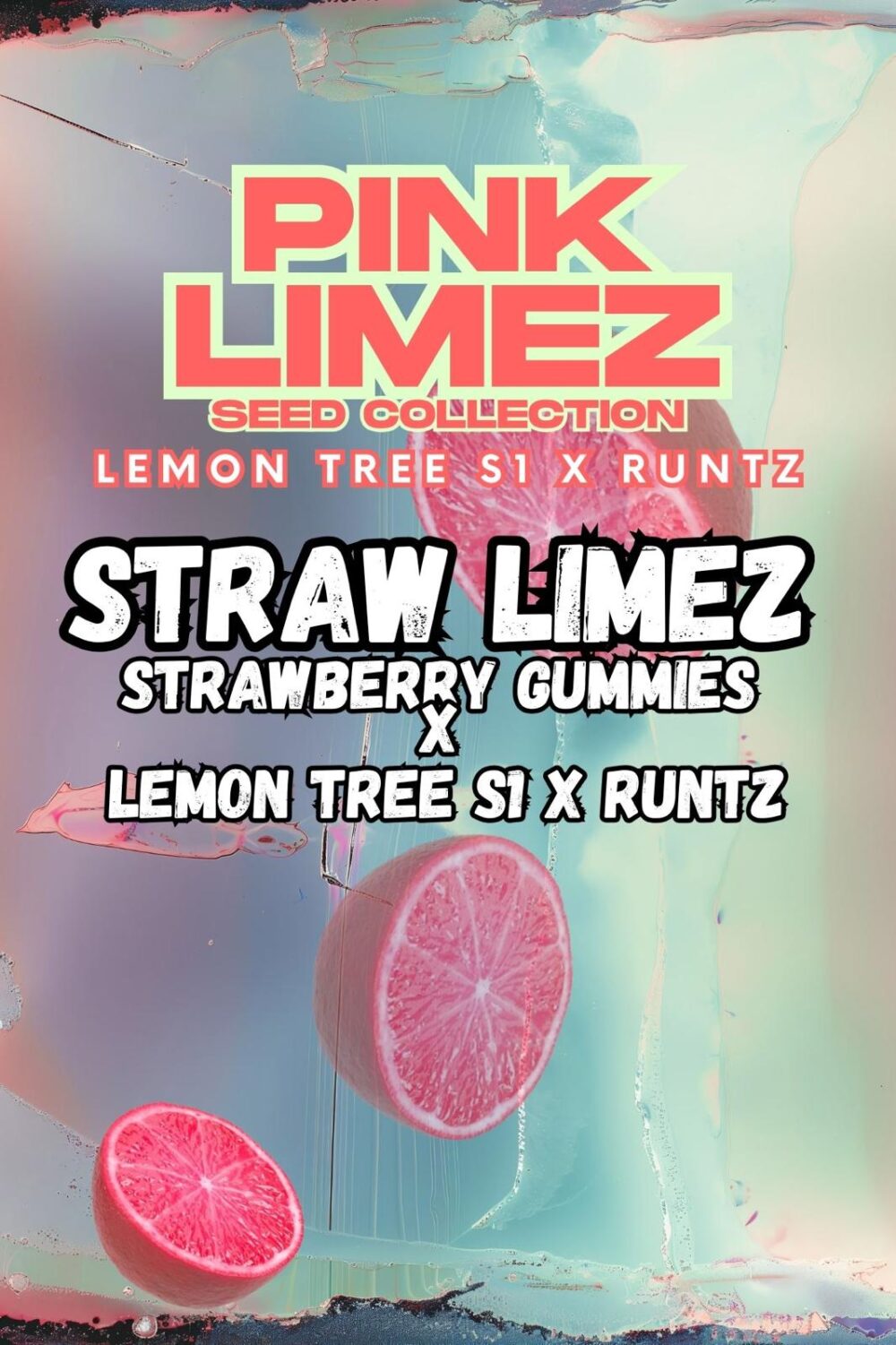 Genética de cannabis STRAW LIMEZ – Grounded Genetics – foto 2