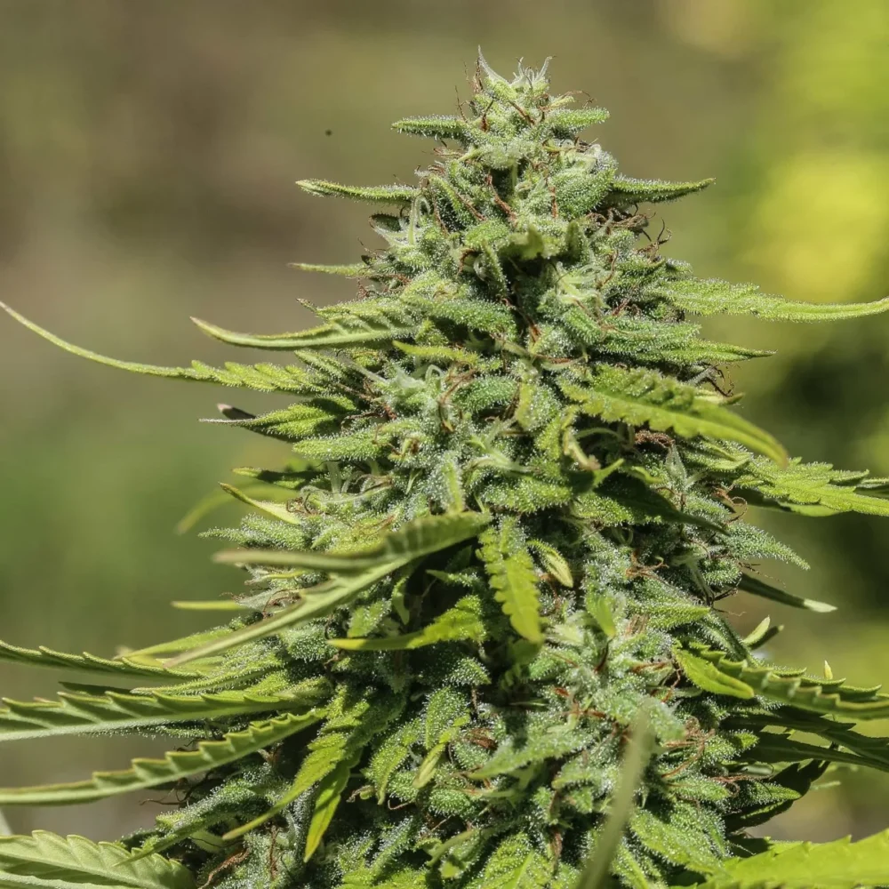 Sementes feminizadas Suver Haze – GTR Seeds