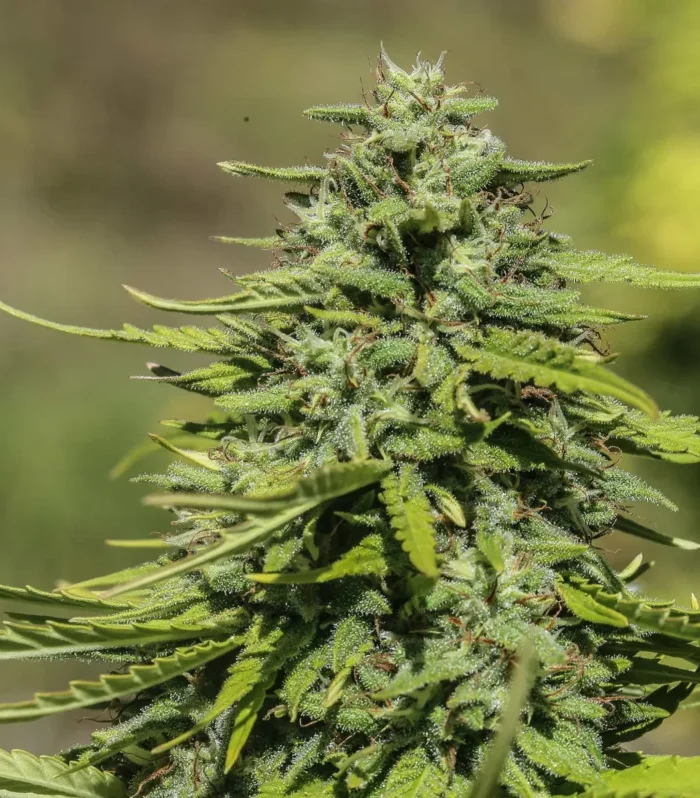 Sementes feminizadas Suver Haze – GTR Seeds