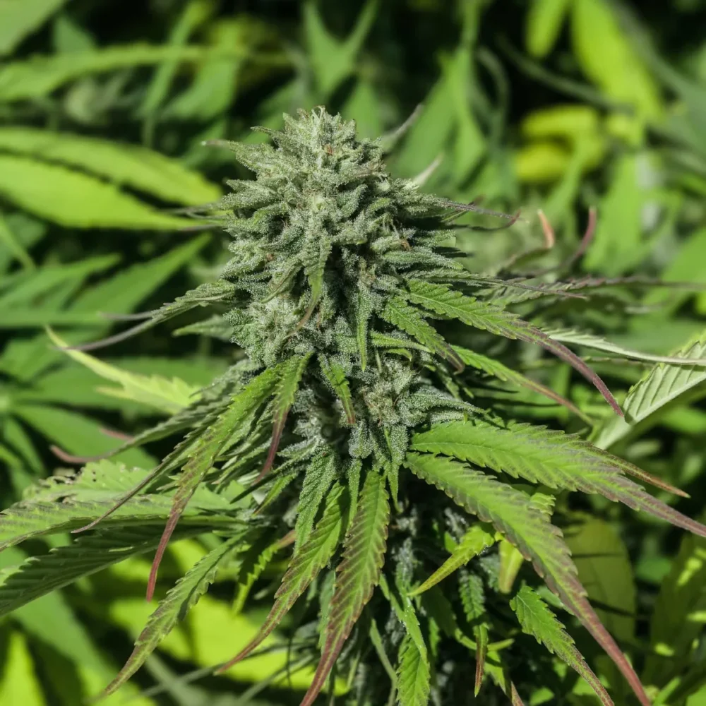 Sementes feminizadas Tahitian Haze – GTR Seeds