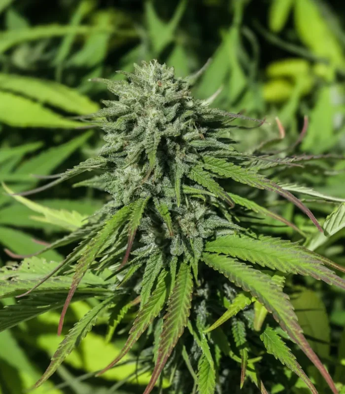 Sementes feminizadas Tahitian Haze – GTR Seeds