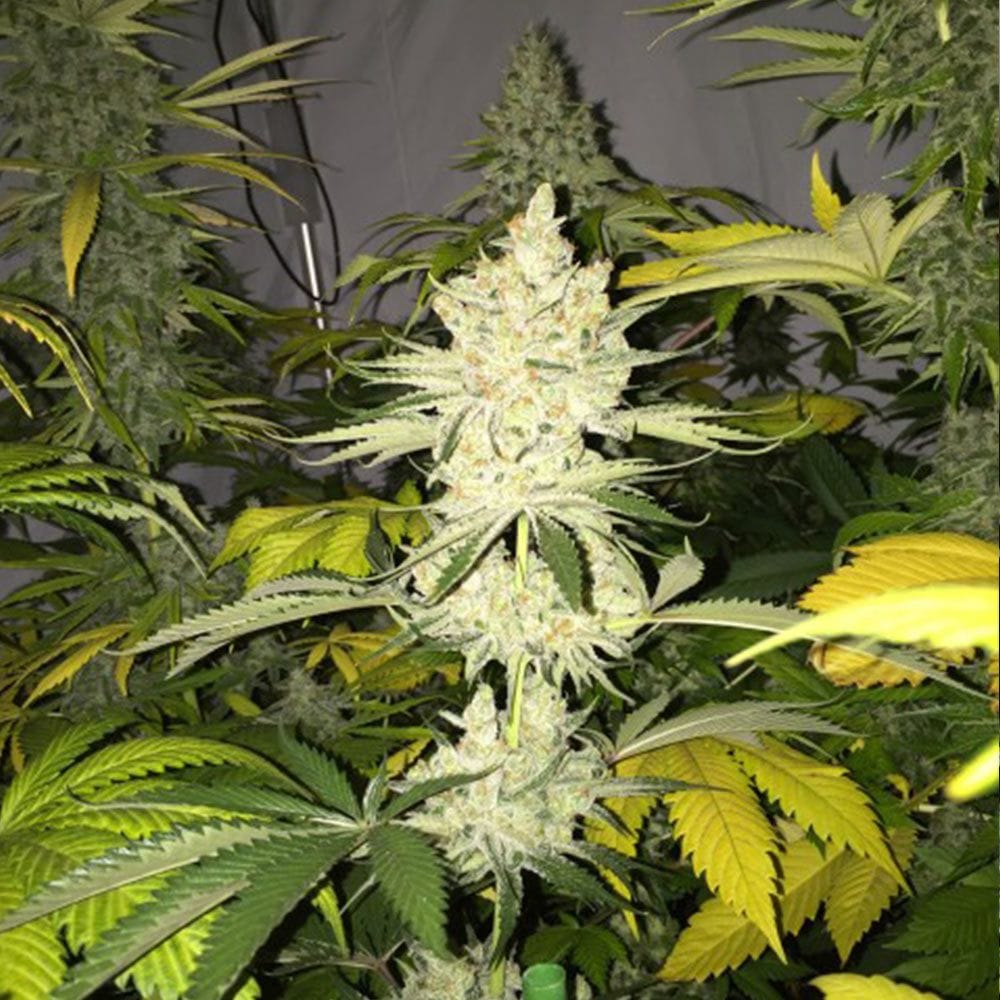 Genética de cannabis Tangie Ghost Train – Little Chief Collabs – foto 2