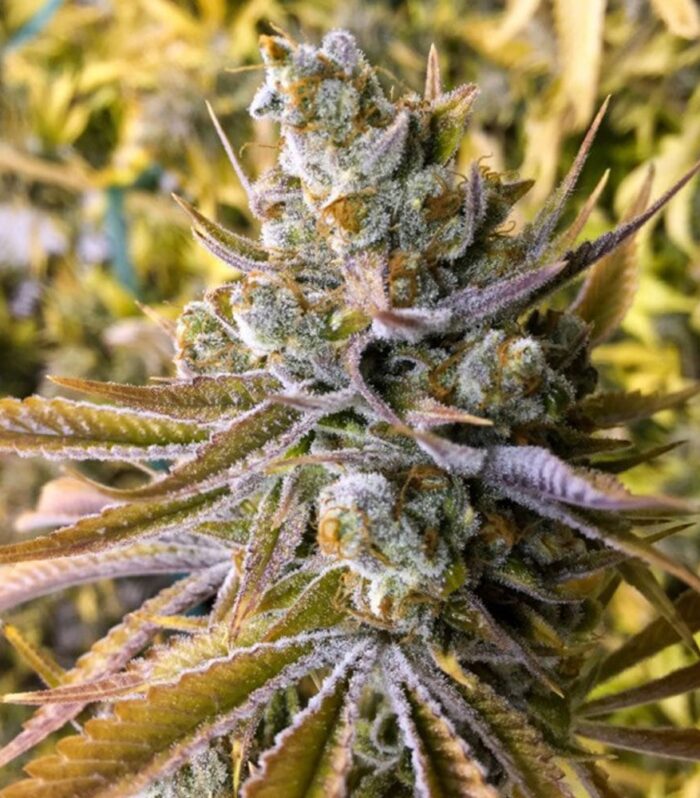 Sementes feminizadas Tangie Ghost Train – Little Chief Collabs