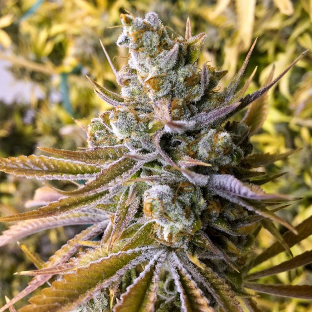 Sementes feminizadas Tangie Ghost Train – Little Chief Collabs
