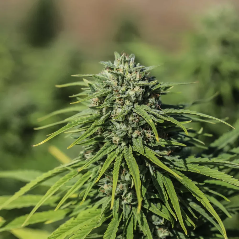 Sementes feminizadas Triangle Kush CBGV – GTR Seeds