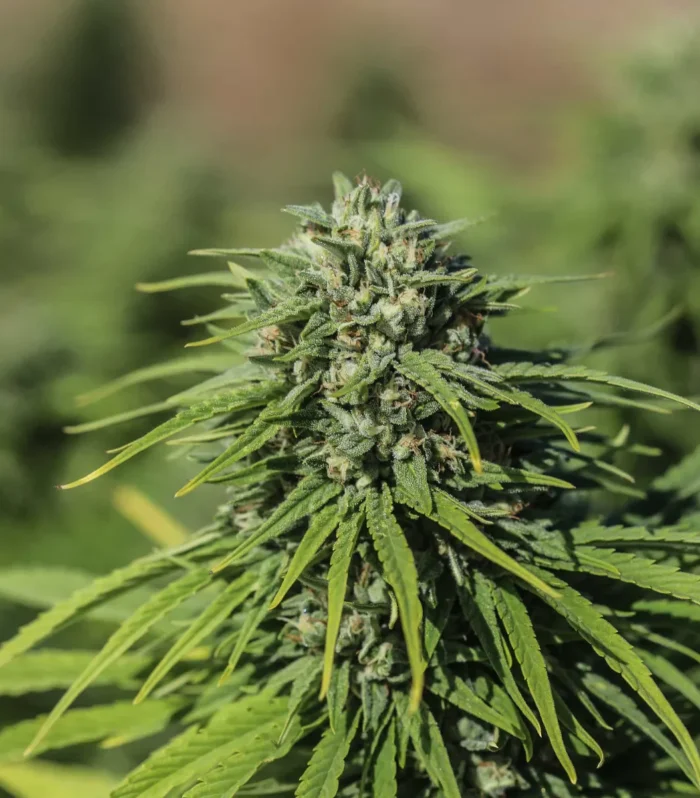 Sementes feminizadas Triangle Kush CBGV – GTR Seeds