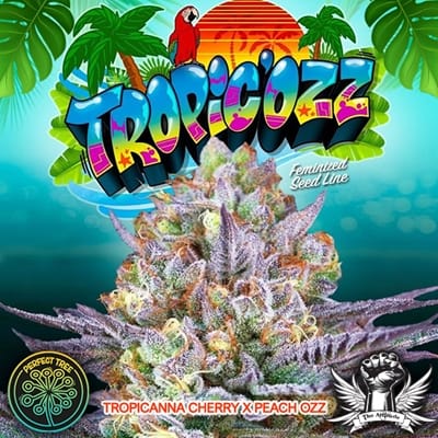 Sementes feminizadas Tropicozz – Perfect Tree