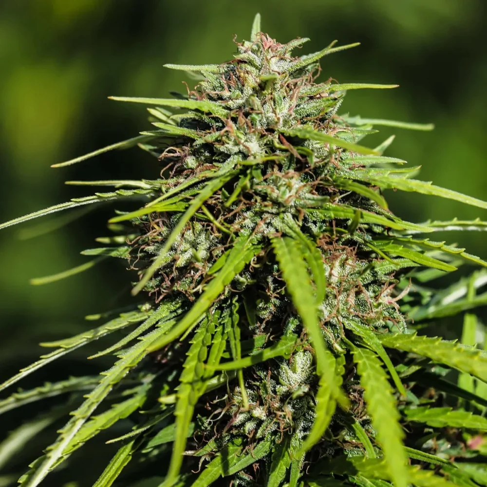 Sementes feminizadas Vitality – GTR Seeds
