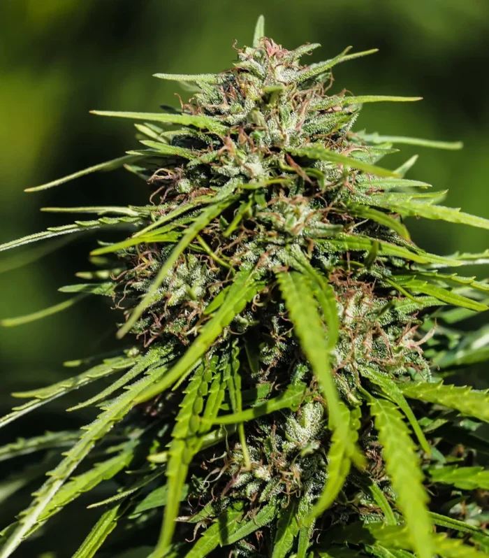 Sementes feminizadas Vitality – GTR Seeds
