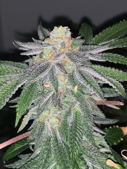 Wedding Sorbet by Exhalt Genetics – Uncategorized