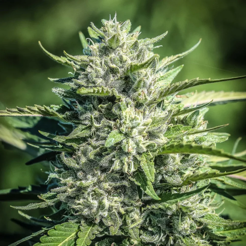 Sementes feminizadas White CBG – GTR Seeds