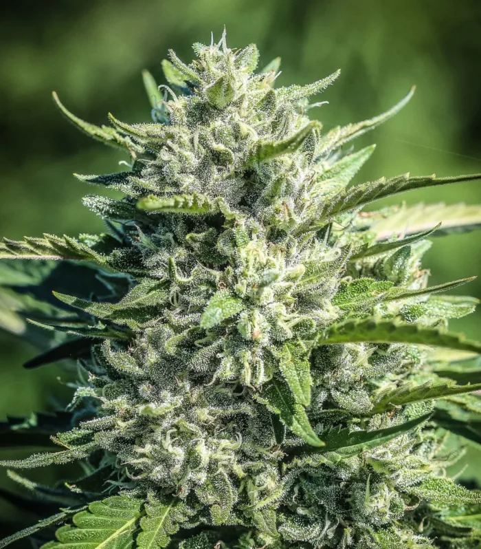 Sementes feminizadas White CBG – GTR Seeds