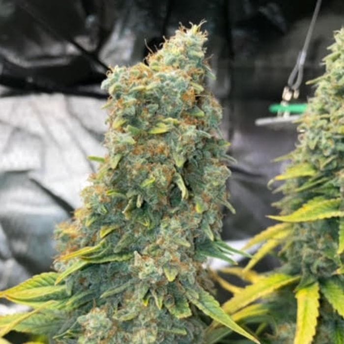 Sementes feminizadas Zlue – GG Genetics
