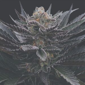 Banana Hamma - Arcana Collective