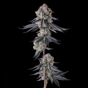 Gastro Funk - Compound Genetics